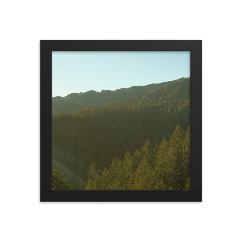 Coastal Pines