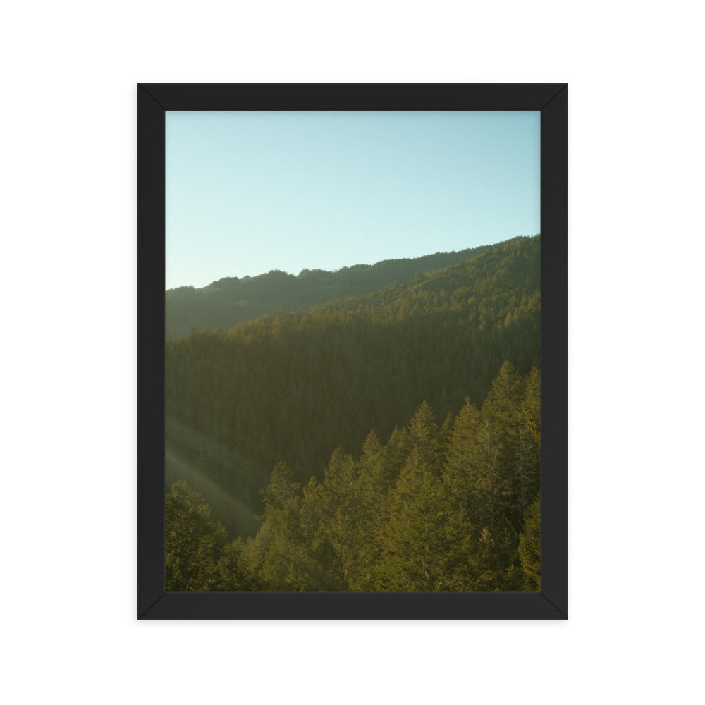 Coastal Pines