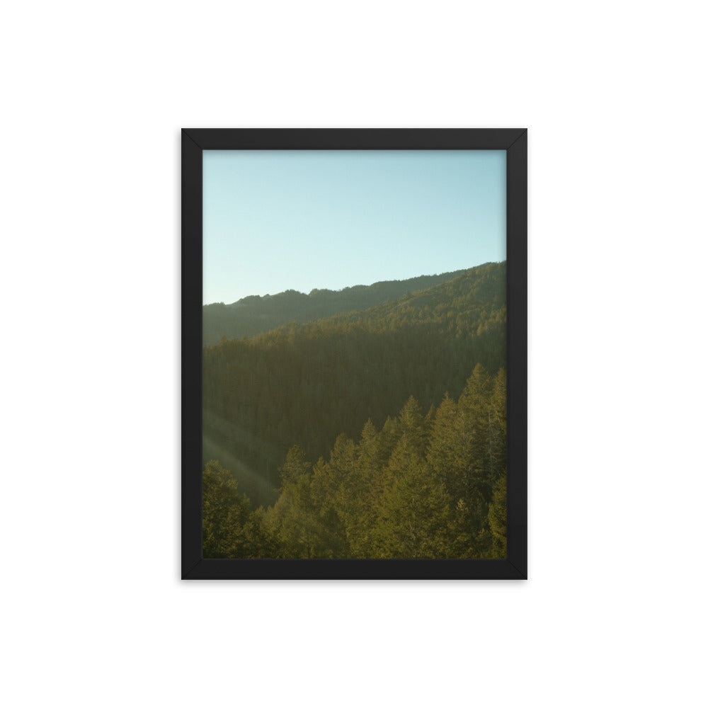 Coastal Pines