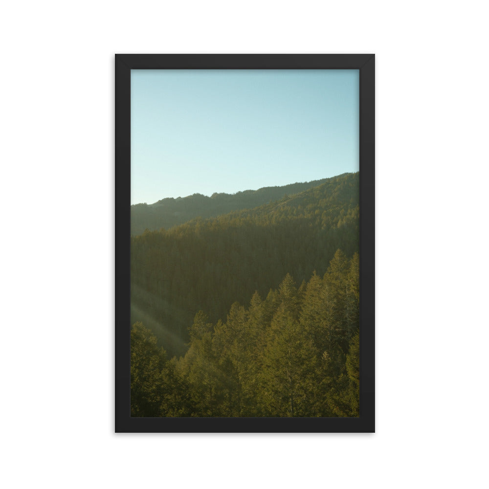 Coastal Pines