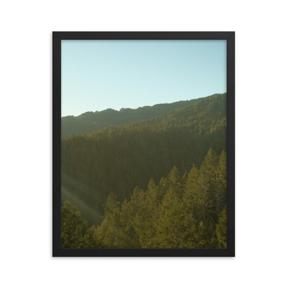 Coastal Pines