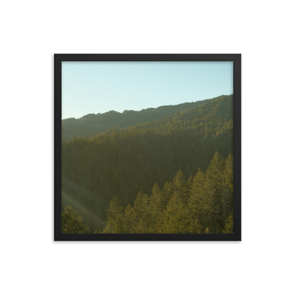 Coastal Pines