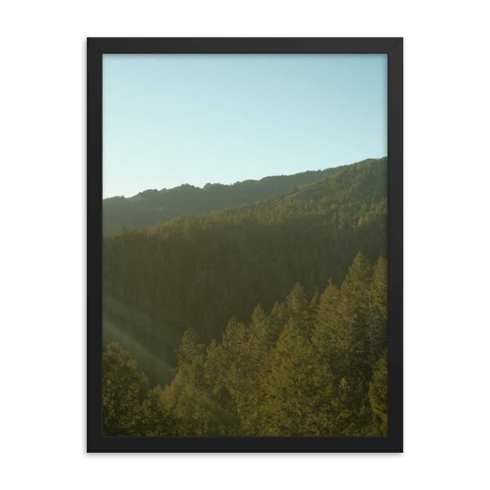 Coastal Pines