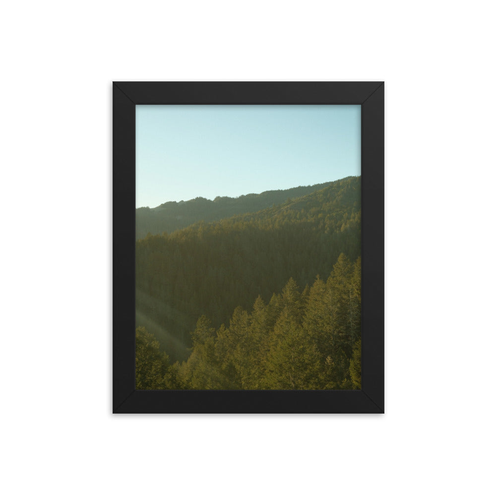 Coastal Pines