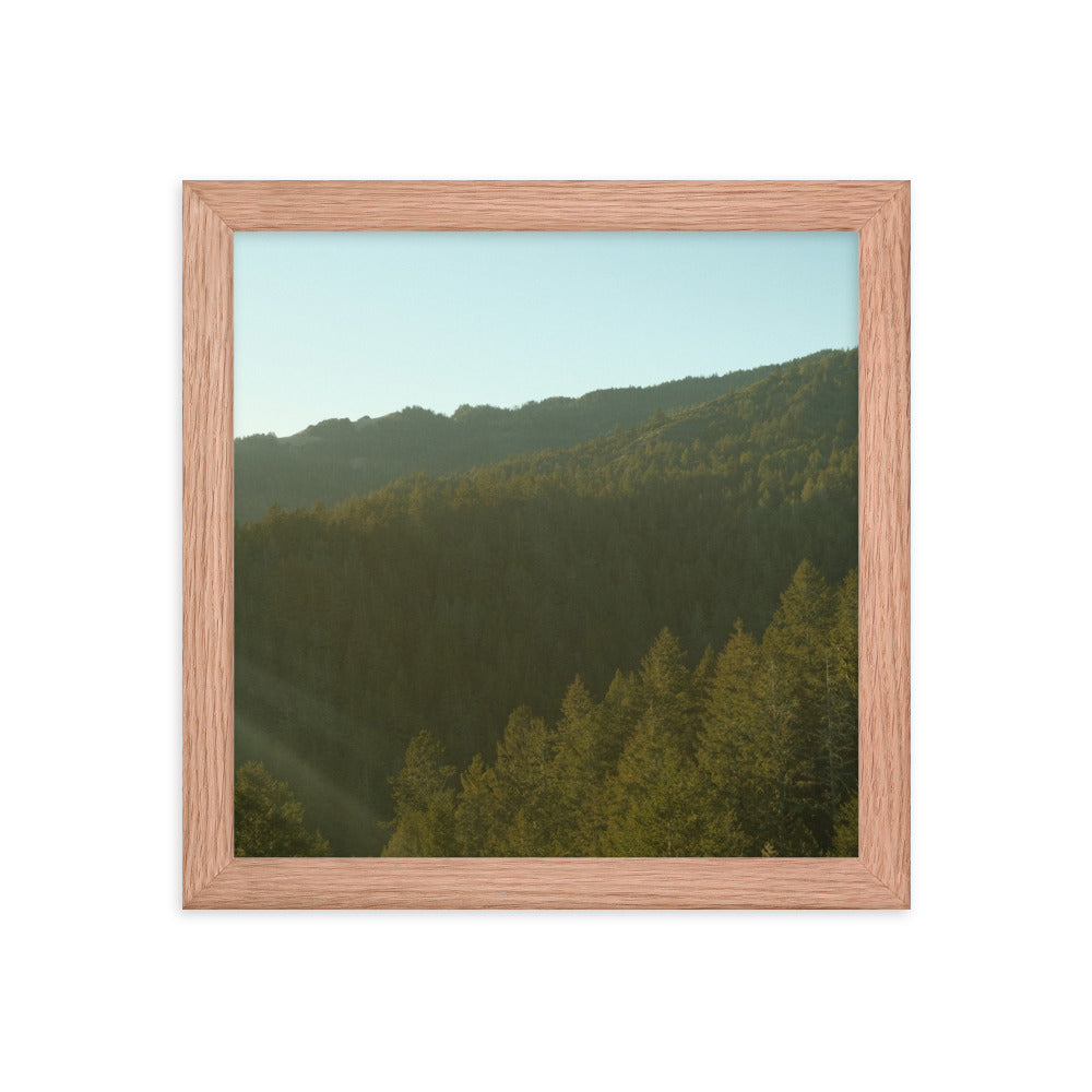Coastal Pines