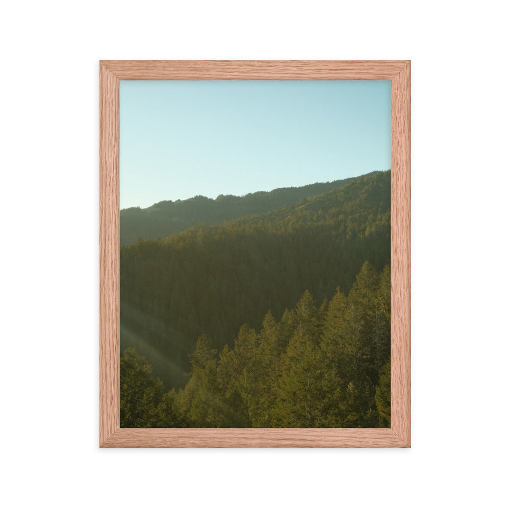 Coastal Pines