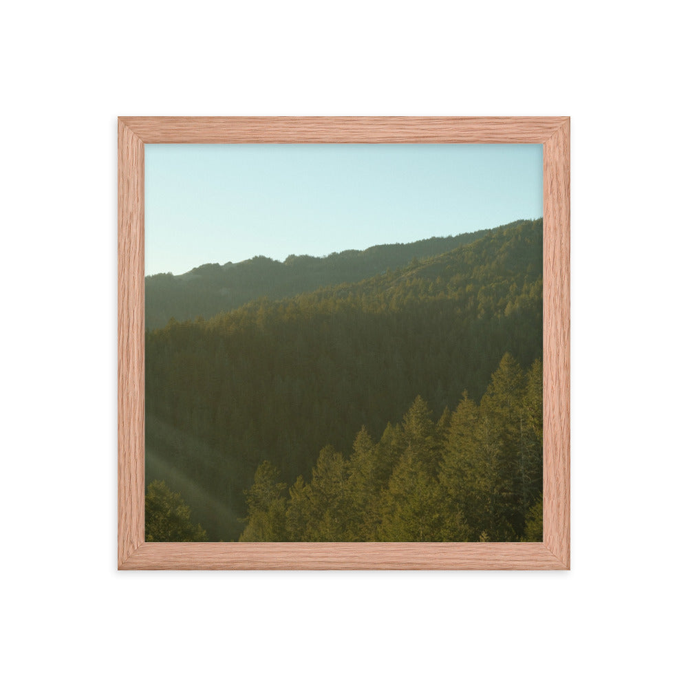 Coastal Pines