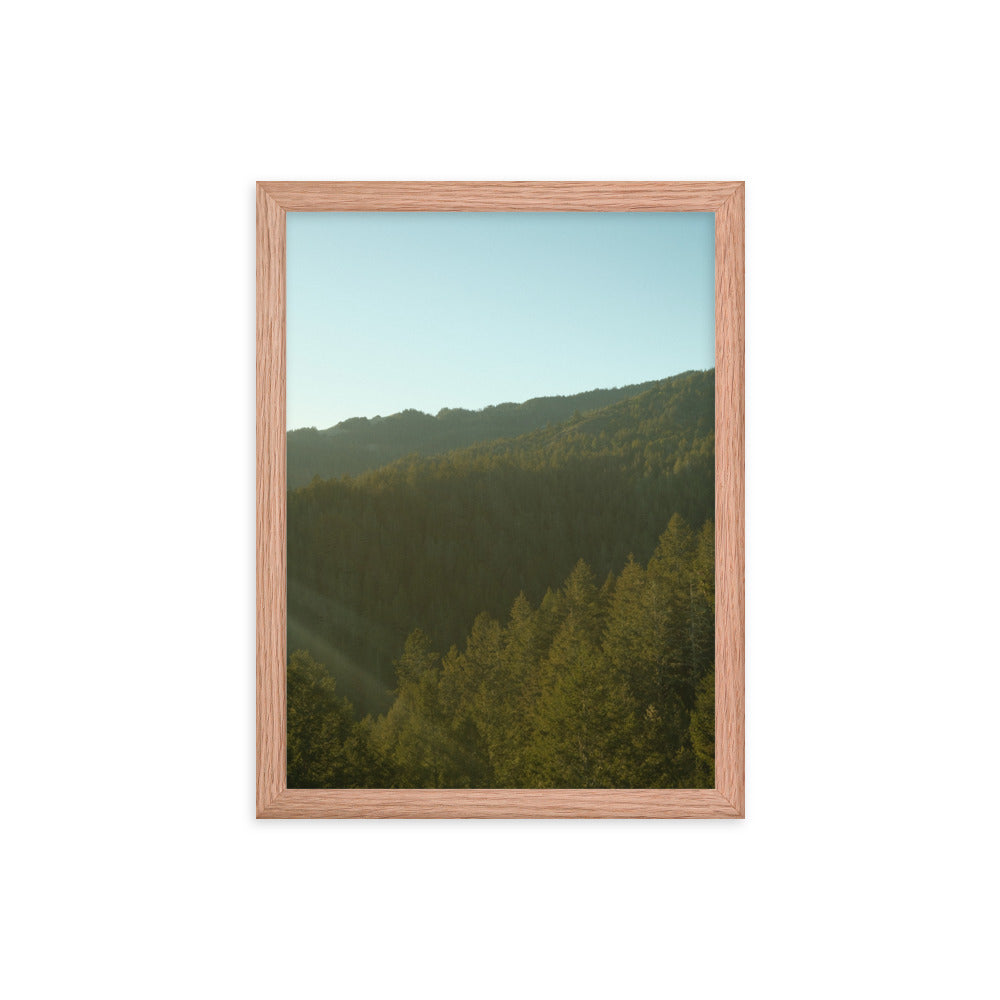 Coastal Pines