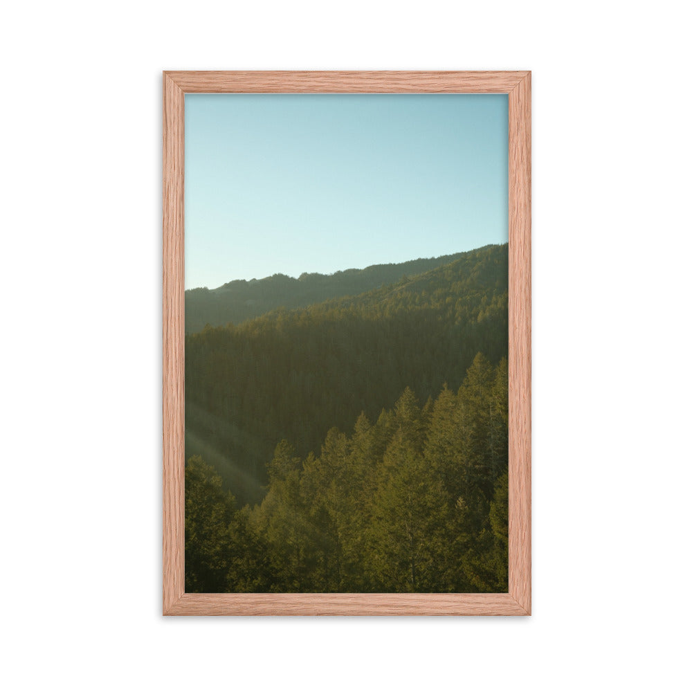 Coastal Pines