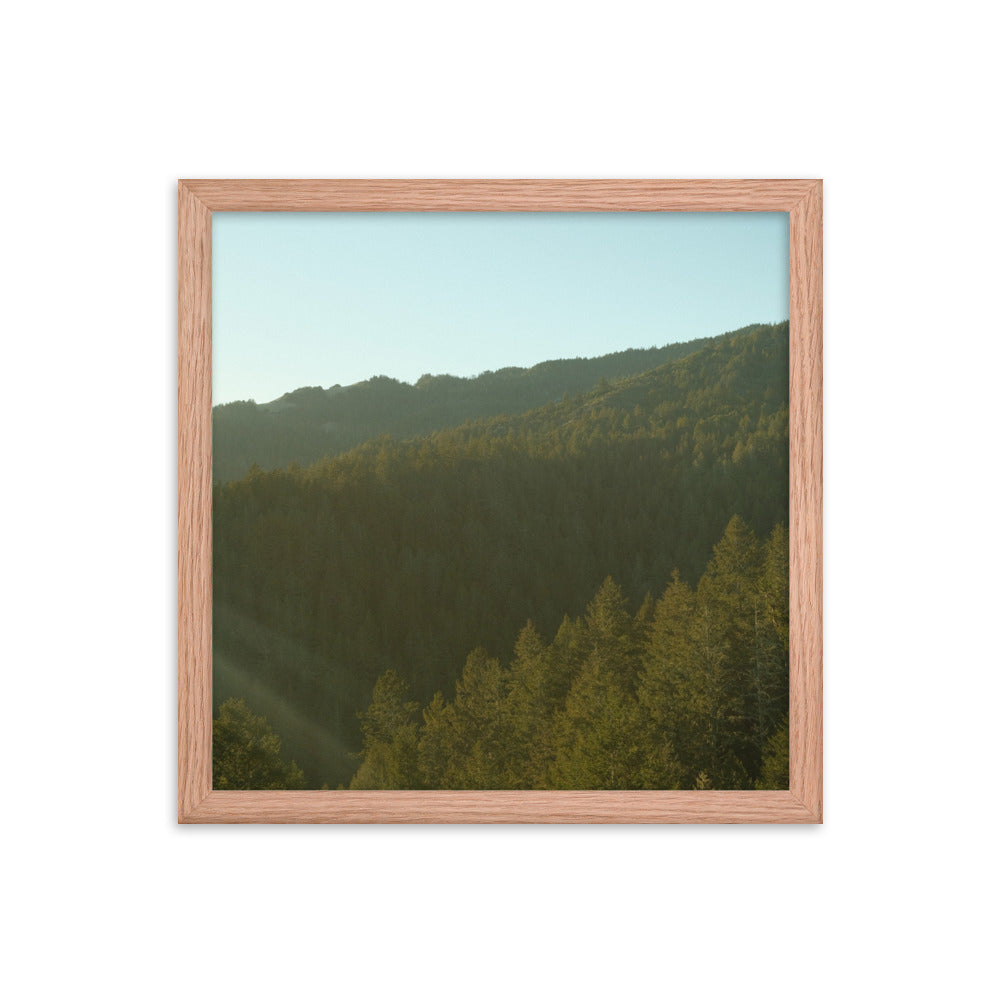 Coastal Pines