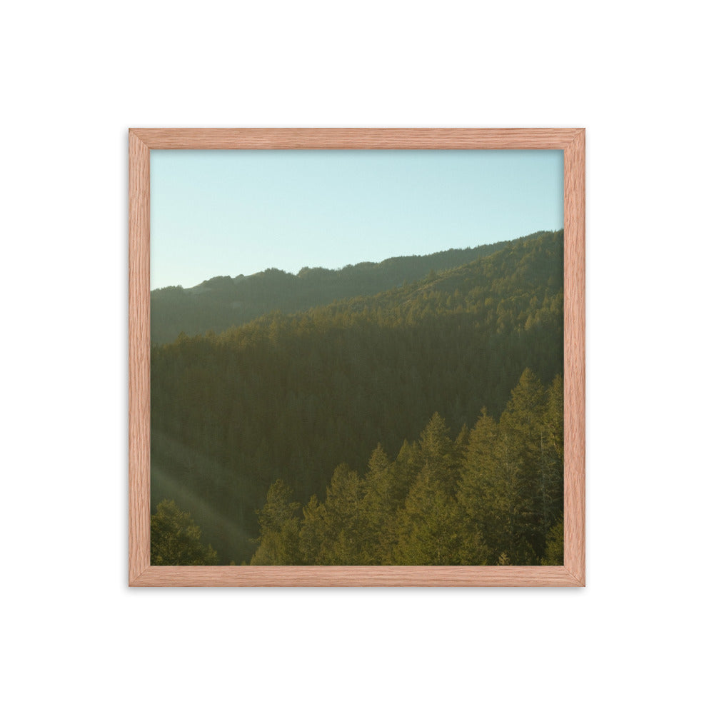 Coastal Pines
