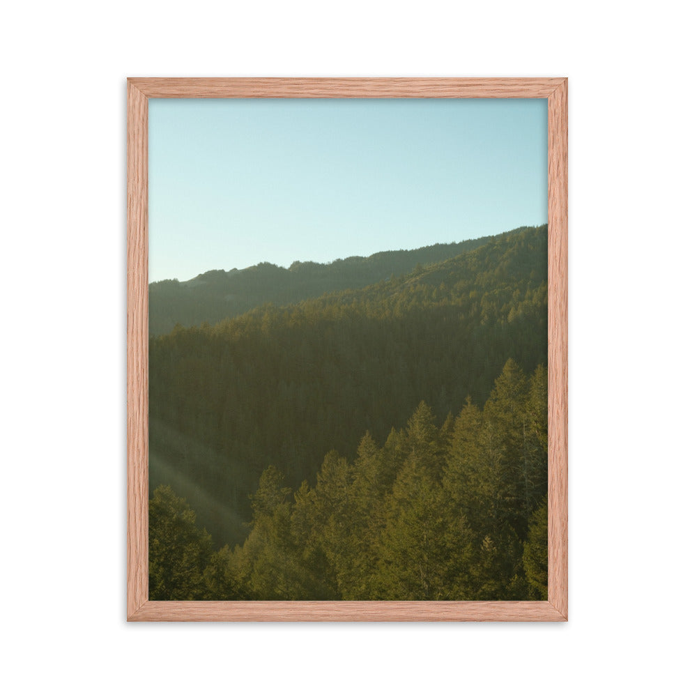 Coastal Pines