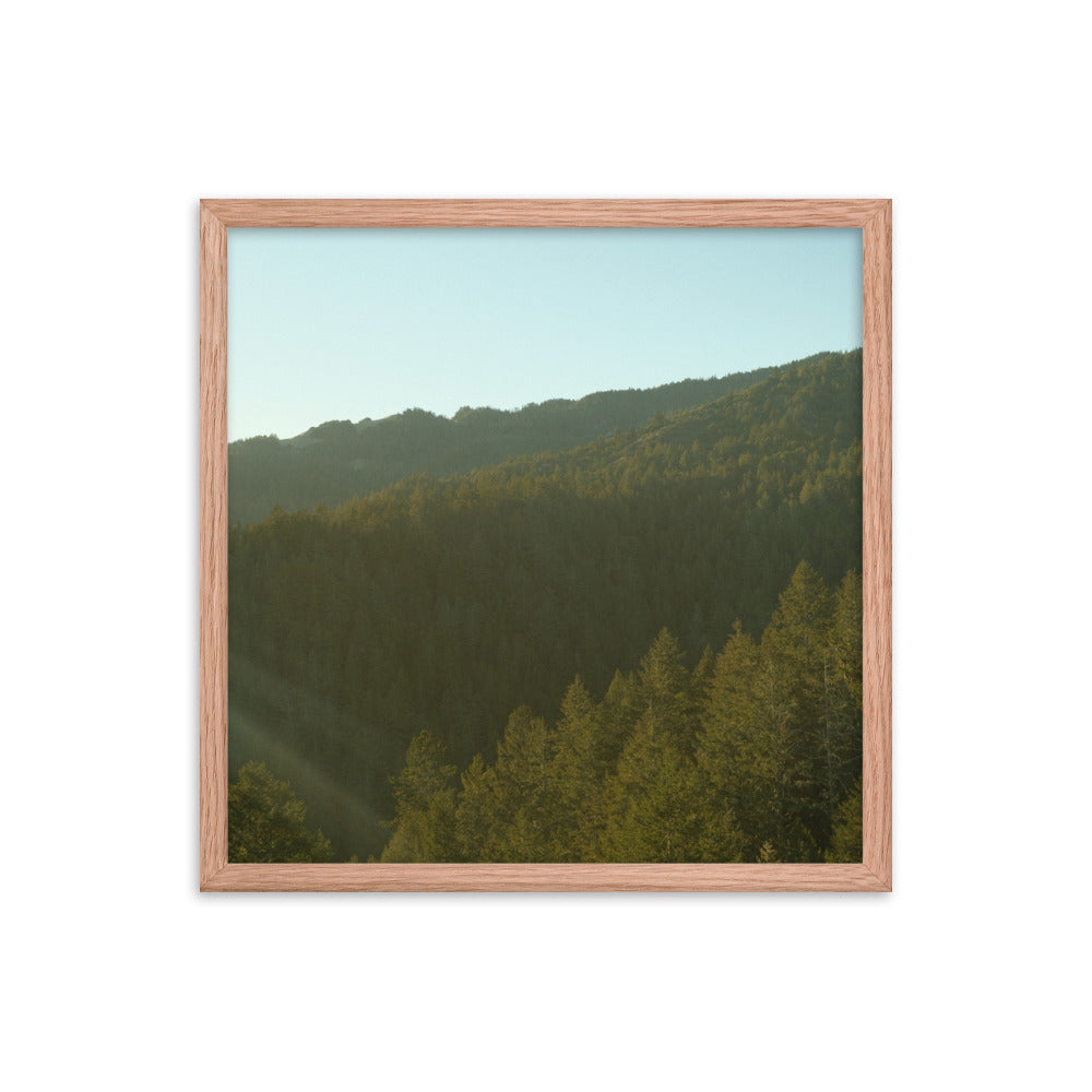 Coastal Pines