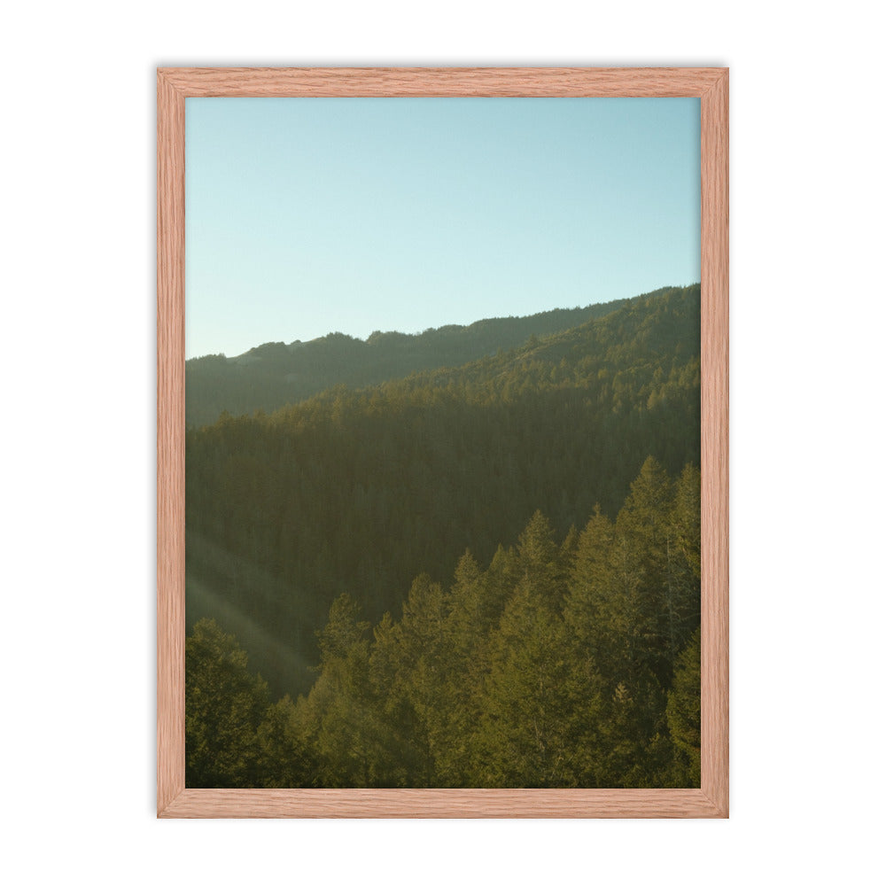 Coastal Pines