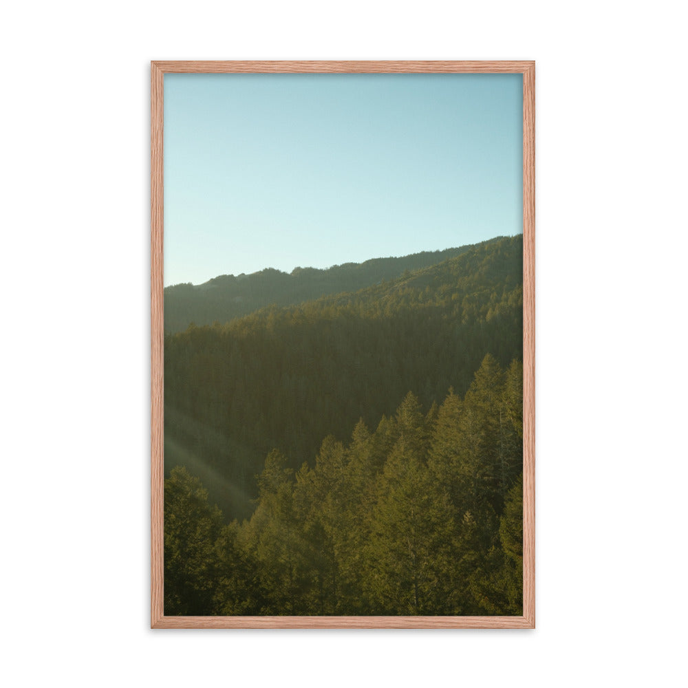 Coastal Pines