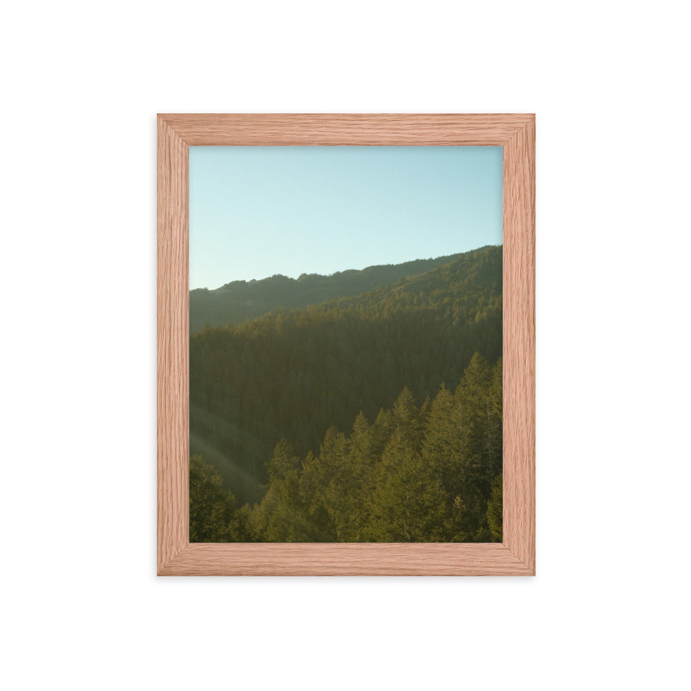 Coastal Pines