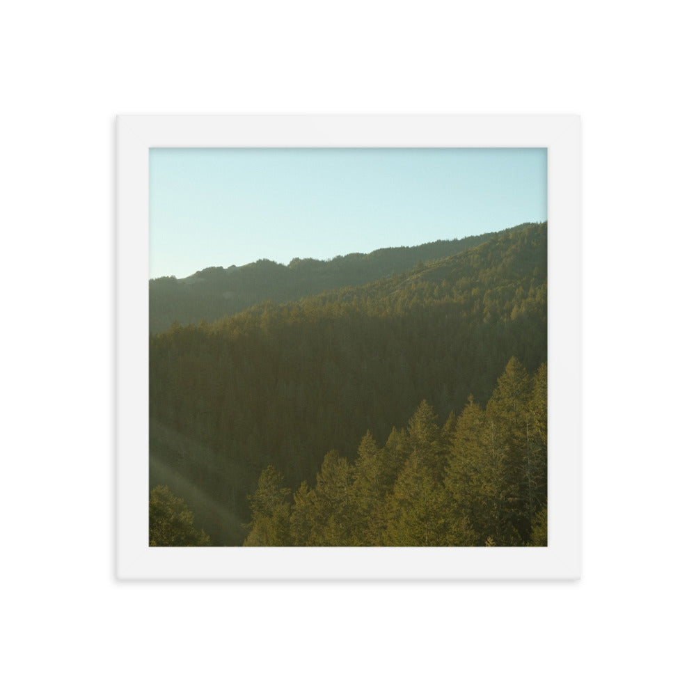 Coastal Pines