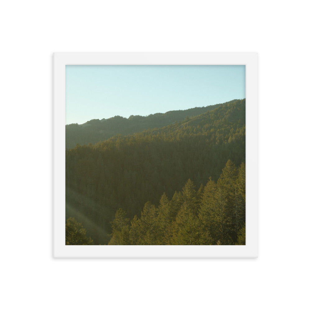 Coastal Pines