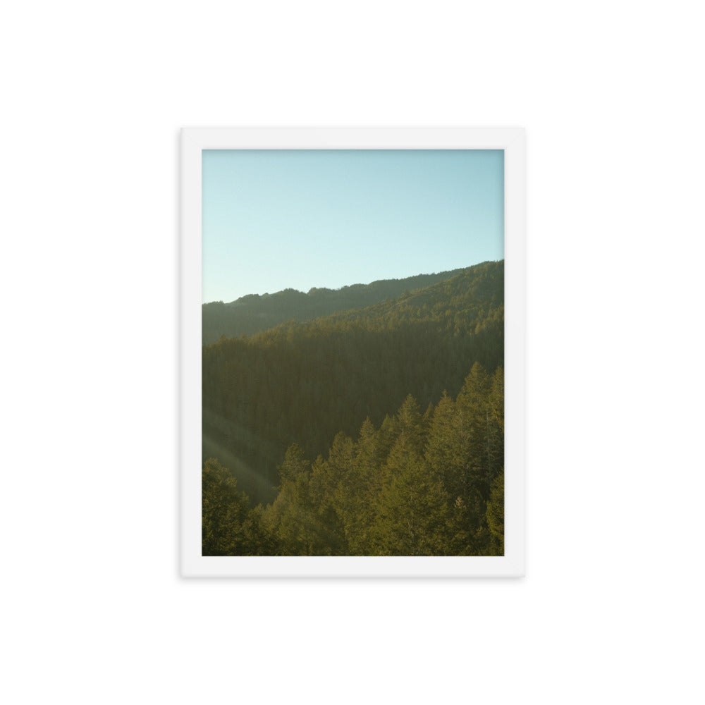 Coastal Pines