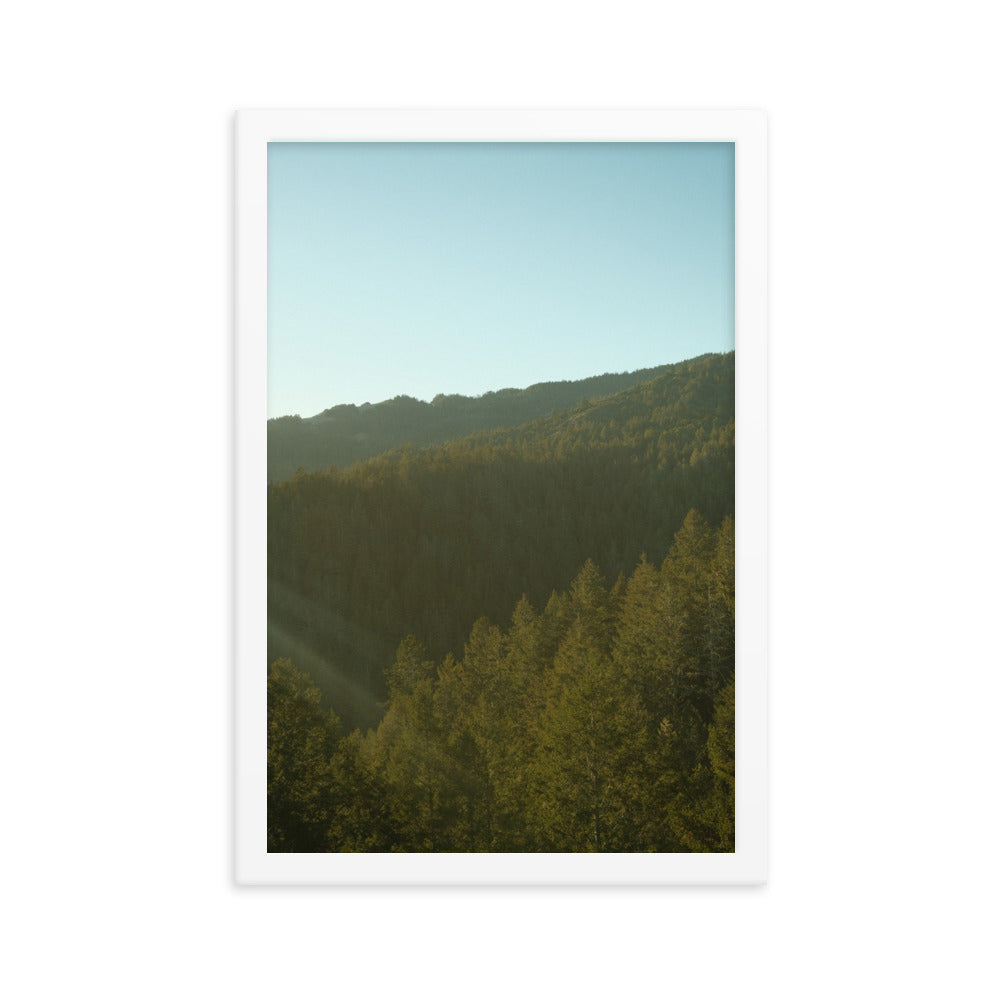 Coastal Pines