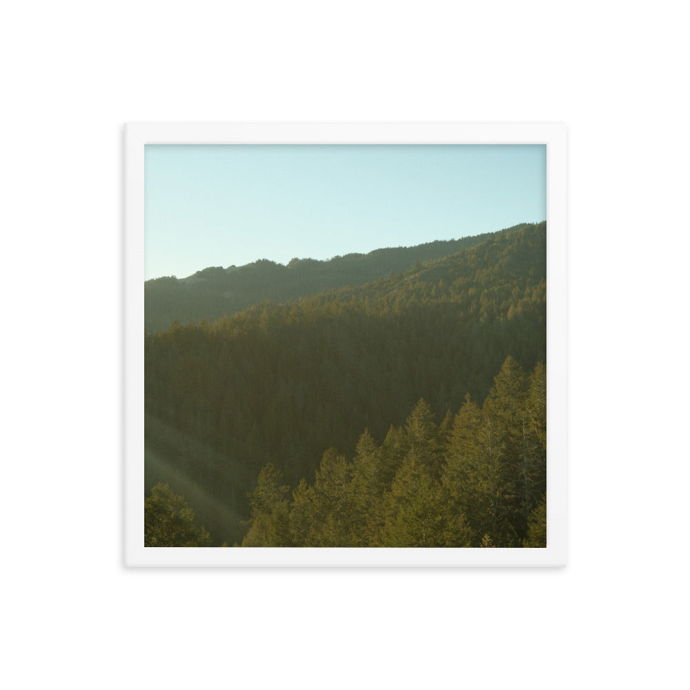Coastal Pines