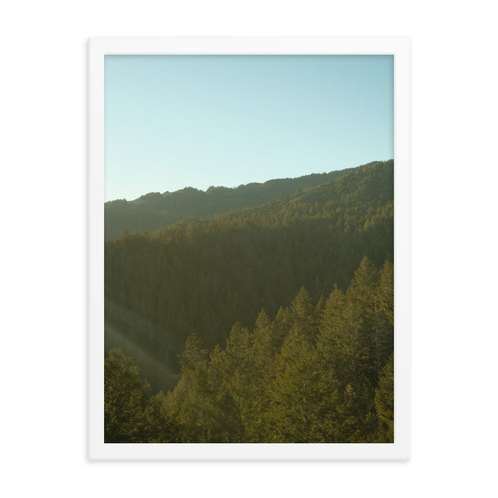 Coastal Pines