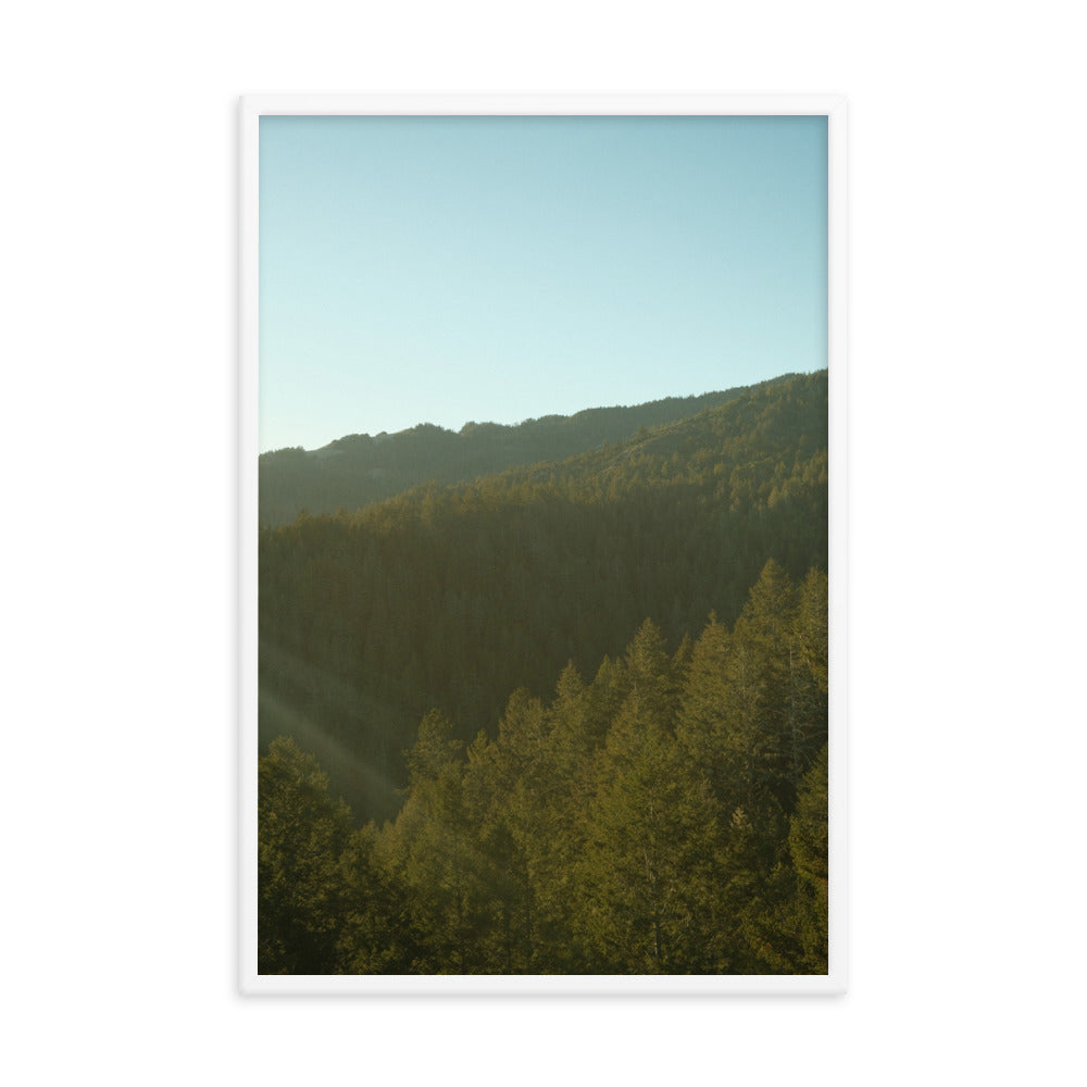 Coastal Pines