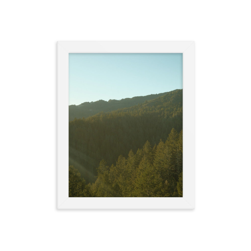 Coastal Pines